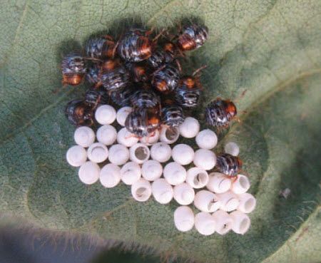 Stink bug nymphs emerging from eggs.