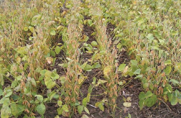 Soybean field with stink bug feeding showing green stem syndrome.