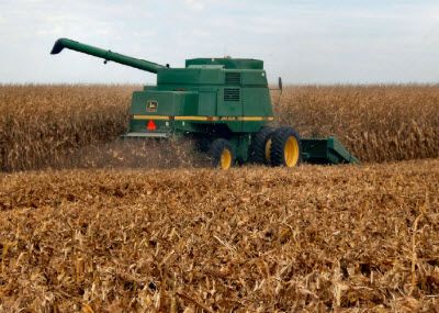 Corn harvest