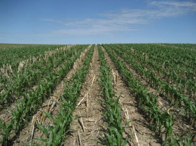 Corn residue in field.