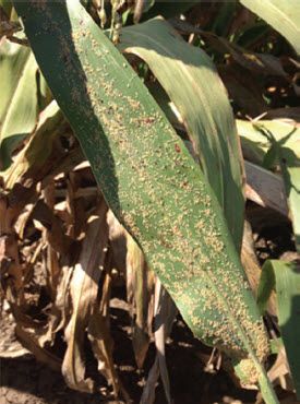 Infested sorghum leaf with all stages of sugarcane aphids present.