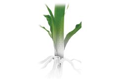 Tallos aún más fuertes