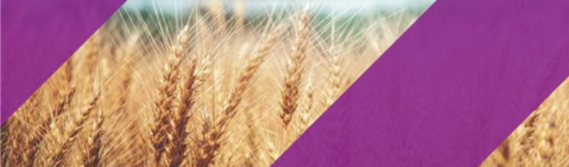 viatude canola and soybean creative