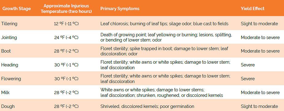 Table listing temperatures that cause injury to wheat at spring growth stages and symptoms and yield effect of spring freeze injury.