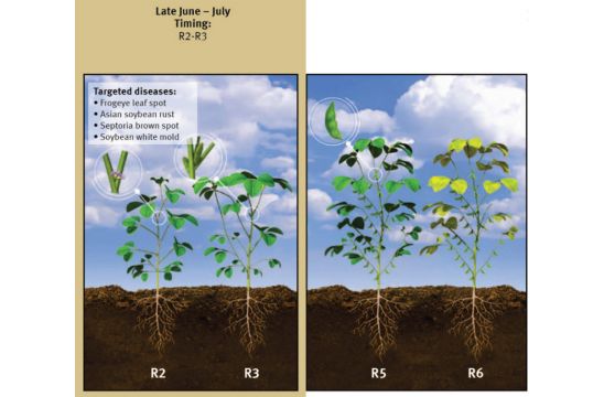 Soybean white mold at R2-R3