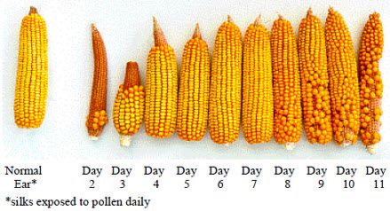 Estimating grain yield when incomplete pollination occurs.