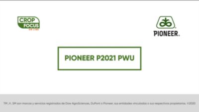 Maiz Semilla Agronomia Híbrido 