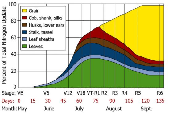 Nitrogen uptake by corn