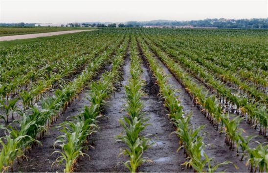 Severe N deficiency symptoms