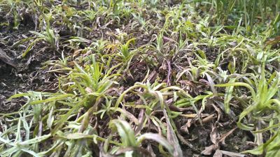 Geras veikimas prieš rugiagėles