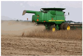 Timely harvest of soybeans is important in minimizing harvest losses.