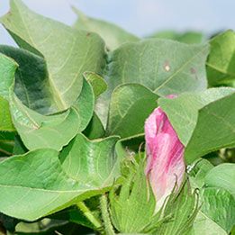 Peanut Crop Protection  Corteva Agriscience™