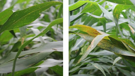 Photo showing Southern rust in a plot treated with DuPont Aproach Prima fungicide (left) vs. a non-treated plot (right) near Camilla, GA in 2014.