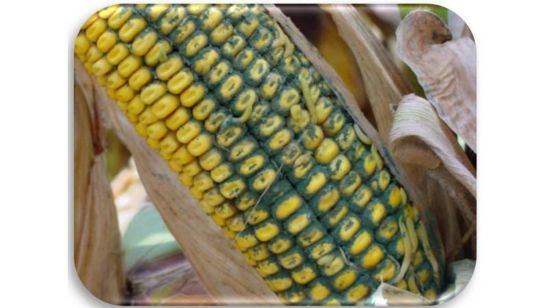 Corn cob damaged by Trichoderma ear rot.
