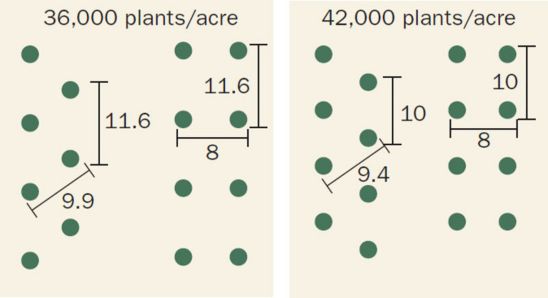Diagram: 36,000 and 42,000 plants/acre