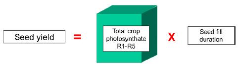 Seed yield formula