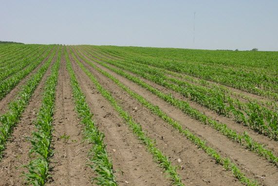 Photo showing corn field with uneven emergence due to compaction.