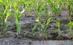 Uneven corn stand due to wet soil conditions.