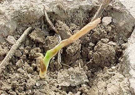 Soft translucent tissue near the growing point indicates that this corn plant will not recover from damage.