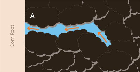 This is a chart showing unsaturated water flow from soil to the corn root. Chemical constituents in the corn root pull water from filled micropores toward the corn root.