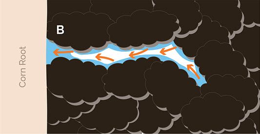 This is a chart showing unsaturated water flow from soil to the corn root. As corn roots remove water from soil, centers of micropores empty first because these water molecules are least tightly held by the pulling forces of soil colloids.