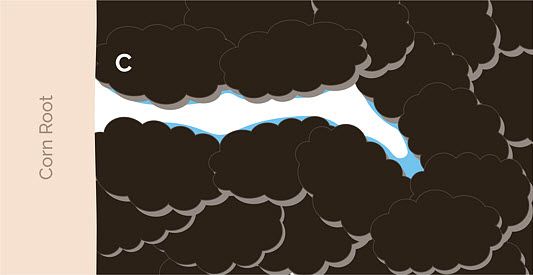 This is a chart showing unsaturated water flow from soil to the corn root. In this step pulling forces of soil colloids equal or exceed pulling forces of the corn root. The corn plant can no longer extract water from the soil.