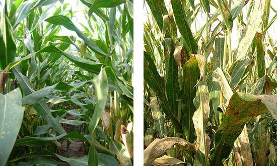 A hybrid susceptible to common rust treated with a fungicide compared to the same hybrid, non-treated, showing severe common rust.