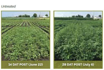 Untreated soybean field