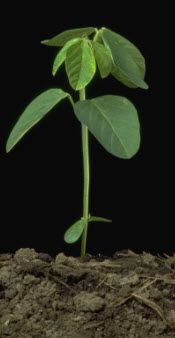 V1 - V3 Soybean Stages: First, Second & Third Trifoliate