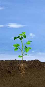 VE Soybean Stage: Emergence