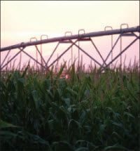 Irrigation in corn field.