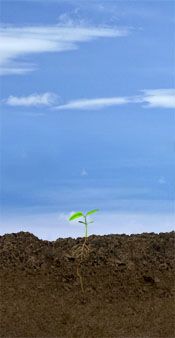 VC Soybean Stage: Cotyledon