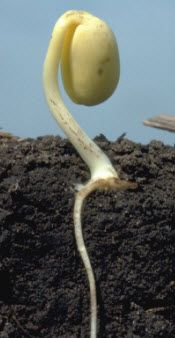 VE Soybean Stage: Emergence