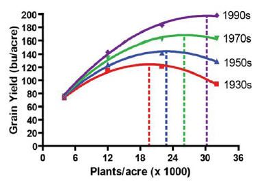 Grain yield response to plant population