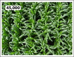 Aerial photo of corn canopy at 45