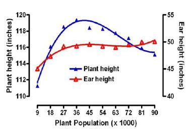 Plant and ear height response to plant population.