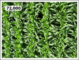 Aerial photo of corn canopy at 72