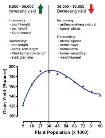 Plant and ear height response to plant population.