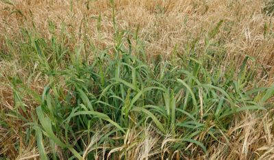 Zoral™ är ett bredverkande ogräsmedel från Corteva™ för vårbehandling i stråsäd. Med tre aktiva substanser bekämpar det effektivt både gräs- och örtogräs – en stark sololösning för svenska odlingsförhållanden.