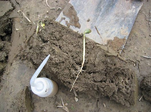 Photo showing a small water bottle that can be a useful tool to wash off corn seedling roots.