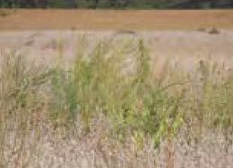 Waterhemp and Palmer Amaranth