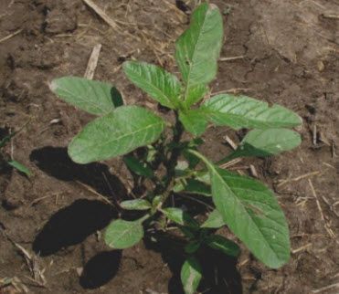 Waterhemp weed