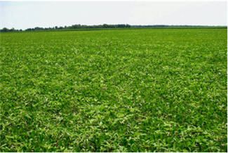 Soybean field infested with common waterhemp