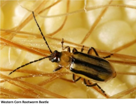 Western Corn Rootworm Beetle