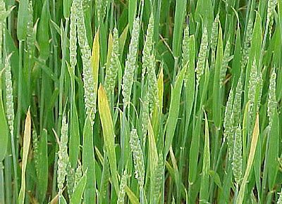 Barley yellow dwarf virus
