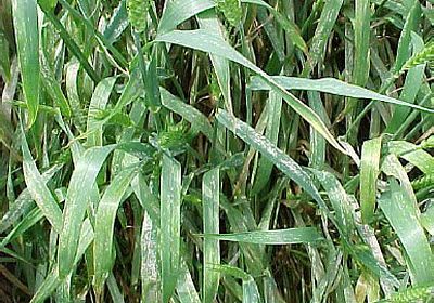 Powdery mildew on wheat