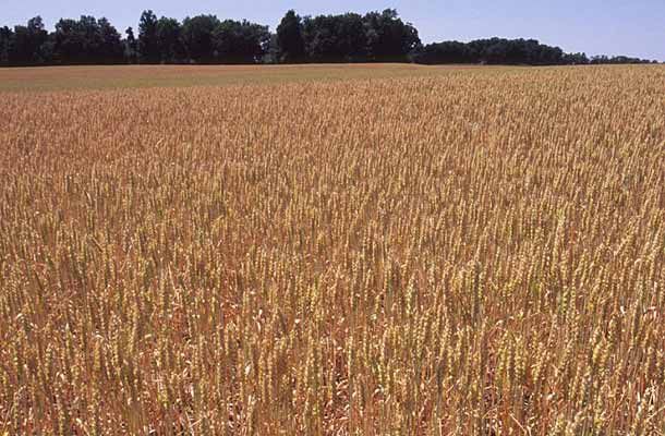 Photo of wheat field.