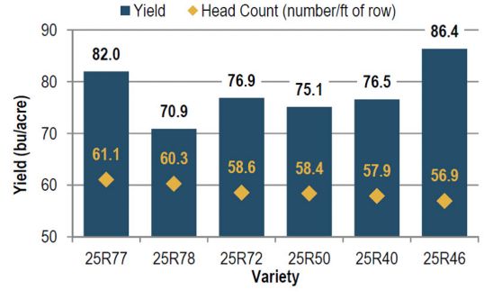 Average yield and head count of wheat varieties in descending head count order.