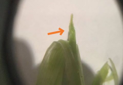 Photo showing a developing wheat head.