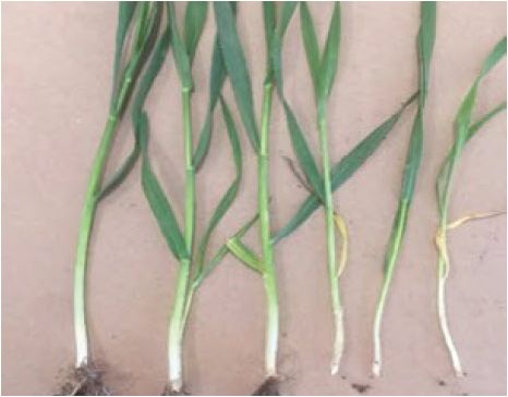 Photo showing wheat plants with varying stages of tiller development.